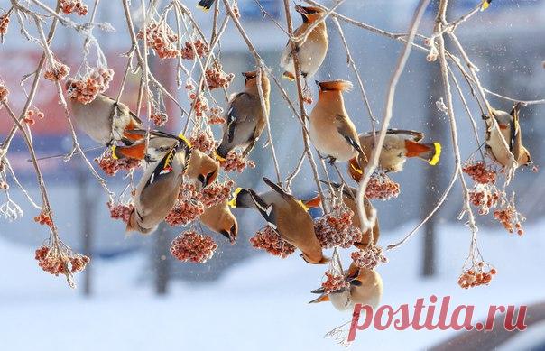 «Морозное утро». Автор фото — il76, участник конкурса «Дикая природа России» в номинации от БИНБАНКА «Энергия жизни». Сегодня последний день подачи фотографий на наш конкурс. Не упустите шанс выиграть 150 000 рублей: bit.ly/dpr-2016
