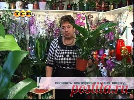 «Цветочная лавка» - спатифиллум