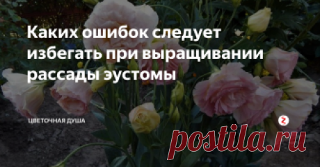 Каких ошибок следует избегать при выращивании рассады эустомы На календаре конец ноября, но я знаю, что некоторые цветоводы уже готовятся посеять эустому. Дело в том, что сроки её цветения зависят от срока посева семян.
....чем раньше посеяны семена, тем раньше зацветет эустома.
При посеве семян в конце ноября-начале декабря цветение начнется в начале-середине июня, при посеве в конце декабря – зацветет в июле. Если семена посеяны в середине января, то цвете