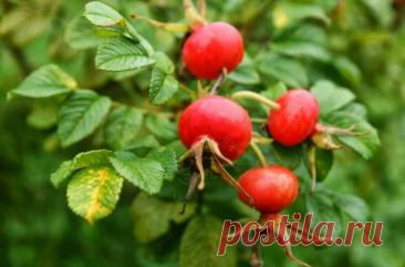 Полезные напитки из шиповника для холодной зимы.