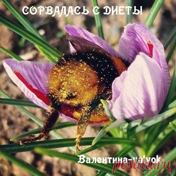 диета--------------