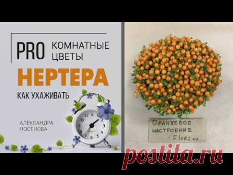 Ягодка съедобна или нет? | Нертера - красочное почвопокровное растение. Что она любит? - YouTube