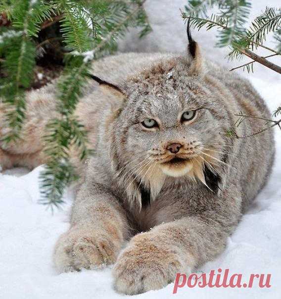 Одноклассники