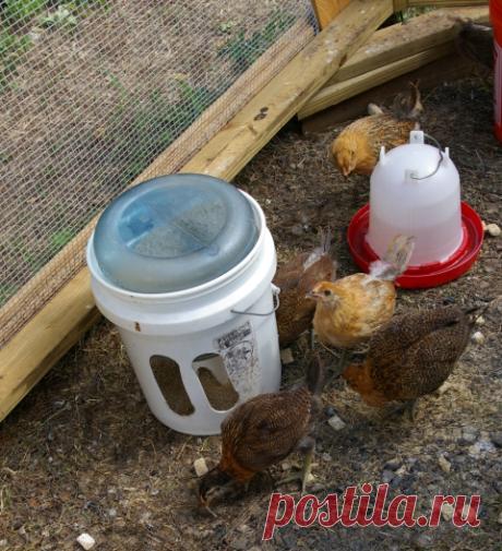 кормушки для цыплят,курей