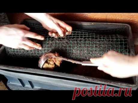 Самый простой, зимний способ кормления червя Старатель 1