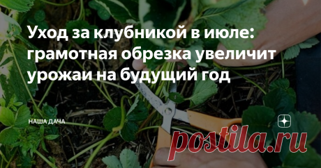 Уход за клубникой в июле: грамотная обрезка увеличит урожаи на будущий год Скошенные вовремя листья клубники дают толчок к омоложению кустов, а еще эта мера эффективна против нашествий вредителей и распространения всякого рода инфекций: на будущий год ягодник будет радовать вас здоровой листвой и радостным видом. Бывалые дачники уверяют, что процедура обрезки простимулирует растения – и в будущем сезоне вы соберете вдвое больше ягод, крупных и мясистых.