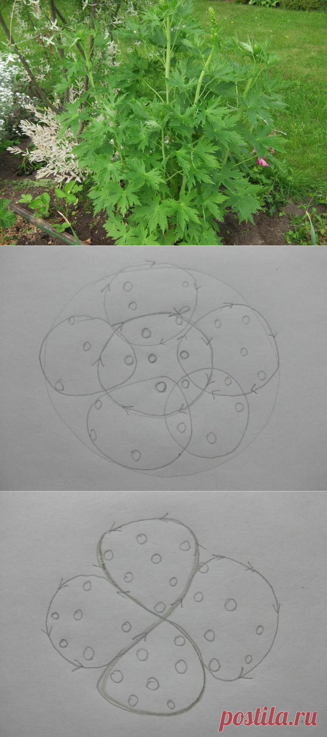 Подвязываю высокие цветы без палок — кусты не разваливаются, а подвязки даже вблизи незаметны. Мои схемы | Маленький сад на краю Вселенной | Яндекс Дзен