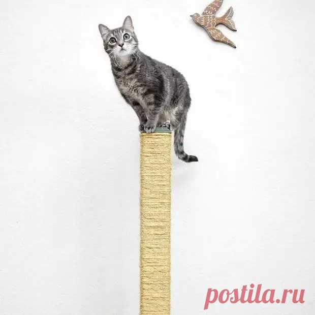 (24) Как сделать когтеточку своими руками: 3 мастер-класса - Сам себе мастер - медиаплатформа МирТесен