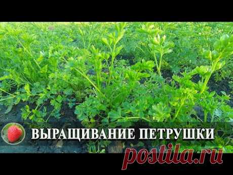Посадка Выращивание петрушки Посев семян петрушки