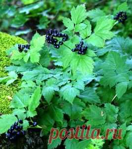 Воронец колосистый ядовитое растение | Ягоды