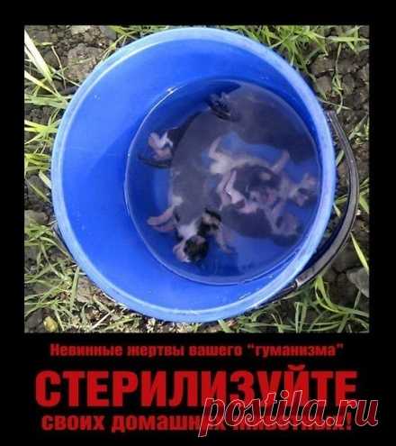 Крошечный малыш выжил лишь потому, что сидел на двух других мёртвых щенках…