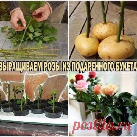Не спешите выбрасывать букет