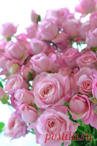 В ней скрыты символы и тайны, Где роза – там, в любви признанье, Невинность, верность, чистота. Ведь в розе – мира красота!