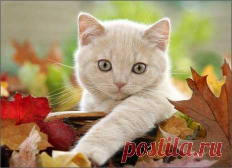 котик
