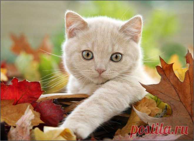котик