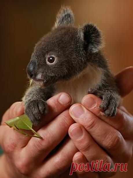 By gum, Archer the orphaned koala has to grow up, with help from Featherdale Wildlife Park staff | dailytelegraph.com.au