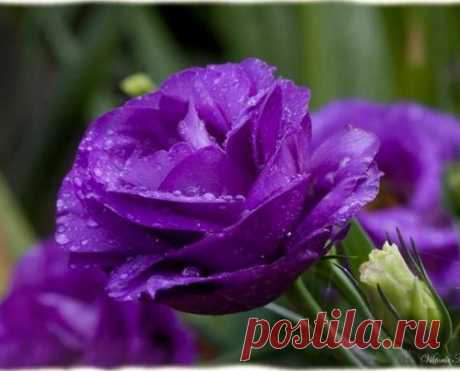 Эустома крупноцветковая