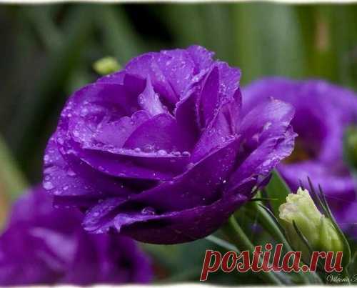 Эустома крупноцветковая