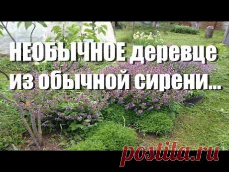 Японское деревце из сирени, ломаный ствол, секреты обрезки