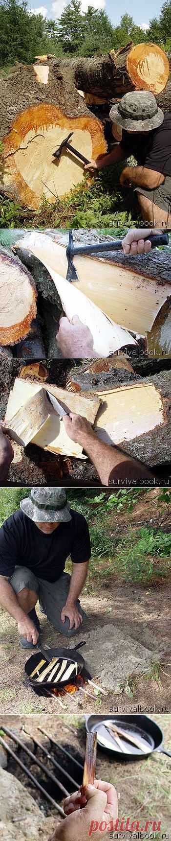 Съедобная сосновая кора