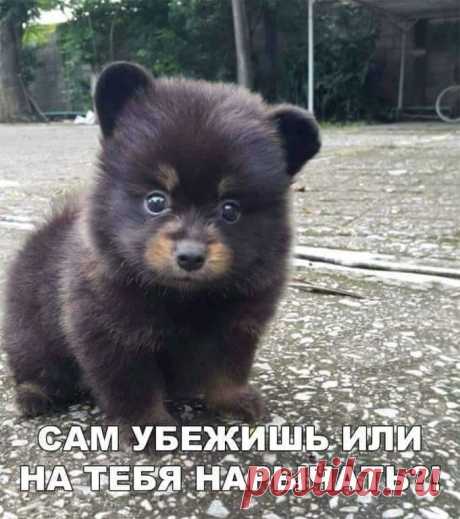 (1) Юмор для настроения