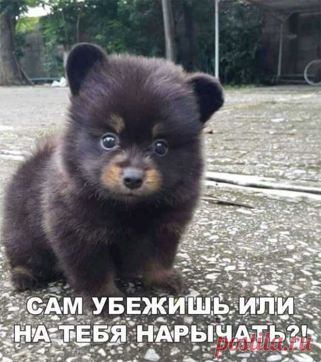 (1) Юмор для настроения
