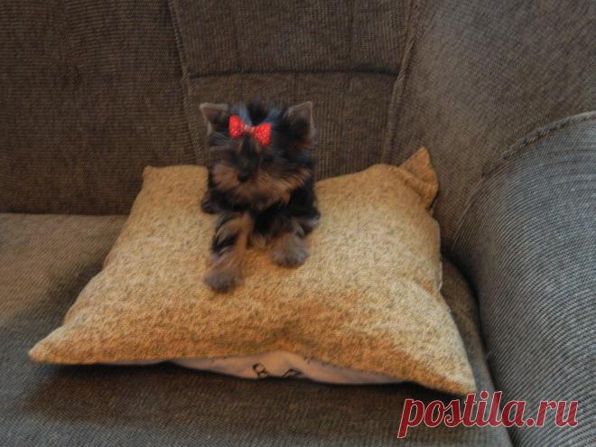 Наш питомник официально зарегистрирован в системе РКФ (Российская Кинологическая Федерация) и FCI (Международная Кинологическая Федерация). Мы профессионально занимаемся племенной работой и разведением собачек ..............декоративных пород . ПРОДАЖА ЩЕНКОВ В ТОЛЬЯТТИ 🌴🌴ЙОРКШИРСКИЙ ТЕРЬЕР . РАЗМЕРЫ ЩЕНКОВ - СУПЕР МИНИ .- МИНИ .- МЕЛКИЙ СТАНДАРТ .- СТАНДАРТ . -.🌴🌴.........ТОЙ ПУДЕЛЬ И КАРЛИКОВЫЙ ПУДЕЛЬ . СЕРЕБРИСТОГО ОКРАССА . 🌴🌴......ЦВЕРГ ШПИЦ - РЫЖИЕ - КРЕМОВЫЕ . - БЕЛЫЕ . 🌴🌴......... В пито