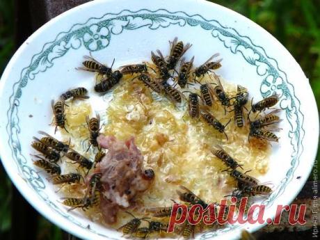 Борьба с осами на винограднике - Советы дачникам - Женский Мир