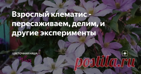 Взрослый клематис - пересаживаем, делим, и другие эксперименты Статья автора «Цветочная няша» в Дзене ✍: Вырастить красивый клематис - это не только труд и уход, а в первую очередь - время. Чем старше клематис, тем он крупнее и краше, и массивнее цветение.