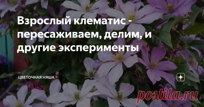 Взрослый клематис - пересаживаем, делим, и другие эксперименты Статья автора «Цветочная няша» в Дзене ✍: Вырастить красивый клематис - это не только труд и уход, а в первую очередь - время. Чем старше клематис, тем он крупнее и краше, и массивнее цветение.
