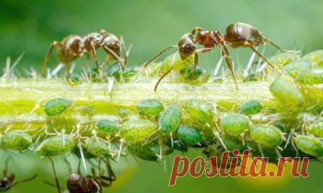 Тля на дачном участке: избавляемся без «химии» - дача, растения, тля, признаки, борьба, методы, природные, натуральные средства