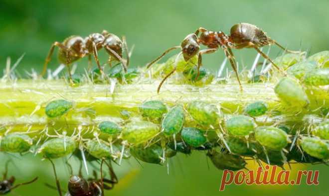 Тля на дачном участке: избавляемся без «химии» - дача, растения, тля, признаки, борьба, методы, природные, натуральные средства