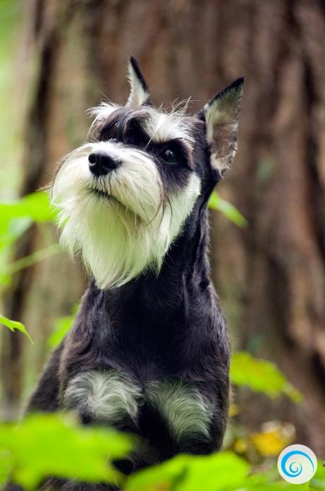 Наши верные спутники — кошки и собаки