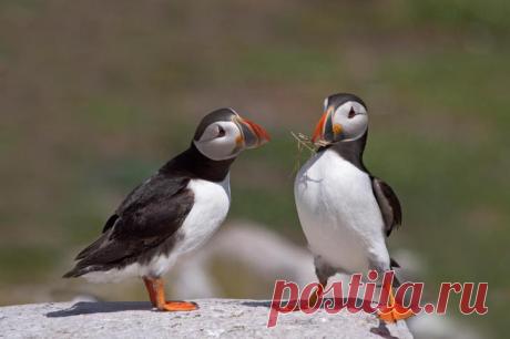 Самые смешные названия птиц: фото и описание