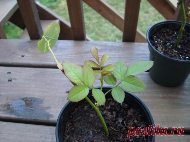 Размножение роз черенками осенью: подробная инструкция для начинающих | В цветнике (Огород.ru)