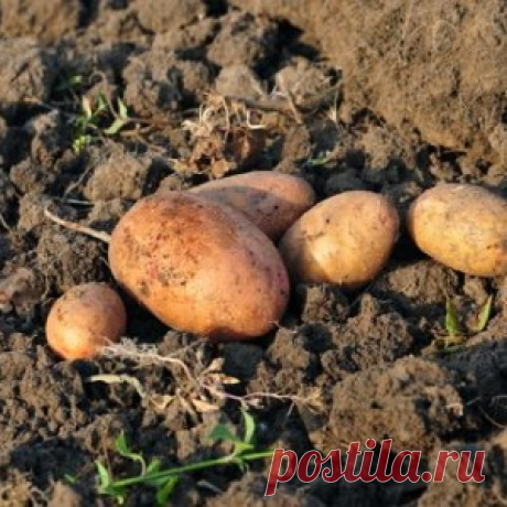 Как подготовить участок после уборки картофеля к следующему сезону?