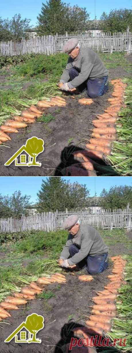 Чтобы урожай моркови был чистым,