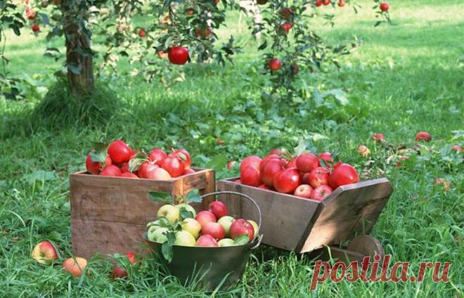 Яблоня в саду. Советы по выбору, посадке и уходу » Сад для всей семьи - практическое садоводство