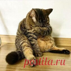 Котики обижалки: уморительная фотоподборка питомцев, которые обиделись