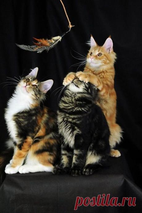 Magical Nature Tour, Siblings (by indycoon) :)