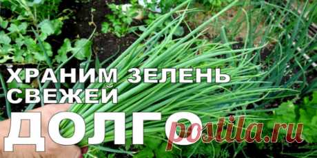Как хранить зелень в холодильнике. Свежая зелень надолго Маленькие хитрости которые помогут Вам сохранить зелень свежей. Способ хранения в холодильнике, который даст возможность иметь всегда свежую зелень под рукой на кухне. Редко когда зелень приходиться хранить более недели, но с этим рецептом она