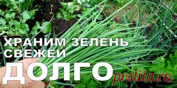 Как хранить зелень в холодильнике. Свежая зелень надолго Маленькие хитрости которые помогут Вам сохранить зелень свежей. Способ хранения в холодильнике, который даст возможность иметь всегда свежую зелень под рукой на кухне. Редко когда зелень приходиться хранить более недели, но с этим рецептом она