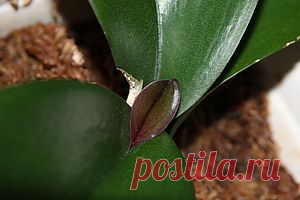 Уход за орхидеей Phalaenopsis. ОСНОВЫ УХОДА ЗА ОРХИДЕЯМИ. МОЯ ПЕРВАЯ ОРХИДЕЯ. ФАЛЕНОПСИС. Как ухаживать за орхидеей. Орхидея отцвела, что делать с цветоносом? Как обрезать цветонос фаленопсиса. Нужно ли обрезать цветонос у орхидеи?