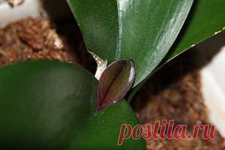 Уход за орхидеей Phalaenopsis. ОСНОВЫ УХОДА ЗА ОРХИДЕЯМИ. МОЯ ПЕРВАЯ ОРХИДЕЯ. ФАЛЕНОПСИС. Как ухаживать за орхидеей. Орхидея отцвела, что делать с цветоносом? Как обрезать цветонос фаленопсиса. Нужно ли обрезать цветонос у орхидеи?