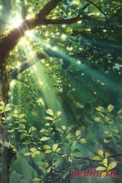 деревья в лучах солнца