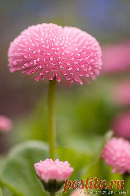 Pomponette English Daisy | Flickr - Photo Sharing!