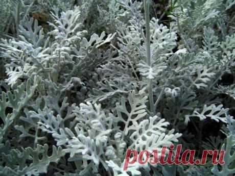 Цинерария приморская, или Крестовник пепельный, или Якобея приморская (Jacobaea maritima)