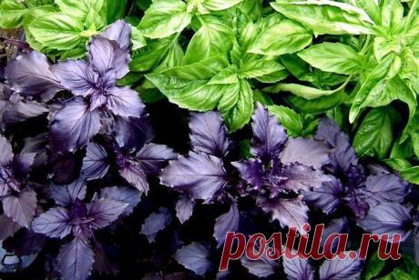 Идеи для сада | дача | ландшафт| огород