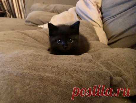 15 милых котят, которые поразят вас своими крошечными размерами - Питомцы