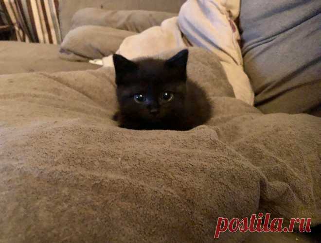 15 милых котят, которые поразят вас своими крошечными размерами - Питомцы